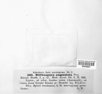 Truncatella angustata image